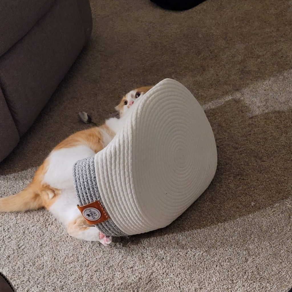 Slipp klös på möblerna - låt katten klösa på purrNest!