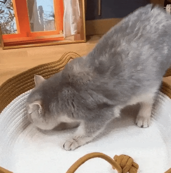 Slipp klös på möblerna - låt katten klösa på purrNest!